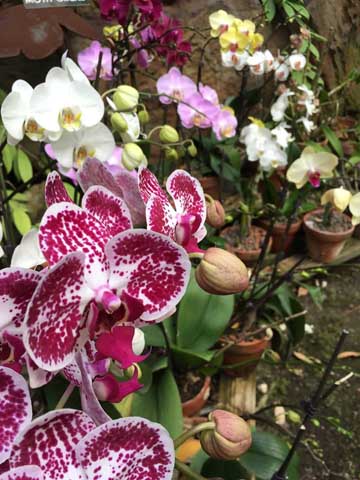 Beaumont Botanical Gardens 